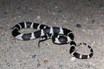 2016-05-23 :2: Joshua Tree National Park Trails :: gummo