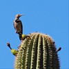 photo thumbnail #1