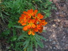photo thumbnail #2