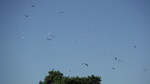 photo thumbnail #12
