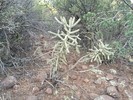 photo thumbnail #14