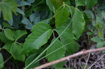 photo thumbnail #9