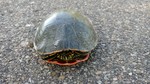 photo thumbnail #1