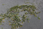 photo thumbnail #15