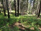 photo thumbnail #4