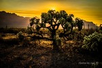 photo thumbnail #4