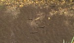 2016-06-04 :2: Webb Peak from Ash Creek TH :: FOTG