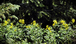 photo thumbnail #14
