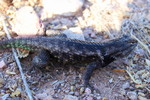 photo thumbnail #3