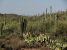 photo thumbnail #3