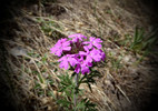 photo thumbnail #15