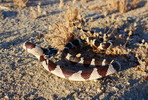2016-06-12 :2: Joshua Tree National Park Trails :: gummo