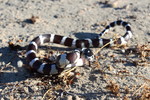2016-06-12 :2: Joshua Tree National Park Trails :: gummo