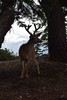 photo thumbnail #12