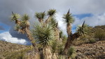 photo thumbnail #13