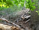 photo thumbnail #2