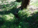 photo thumbnail #9