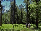 photo thumbnail #12