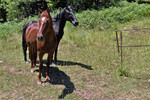 photo thumbnail #12