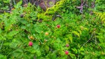 photo thumbnail #4