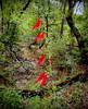 photo thumbnail #14