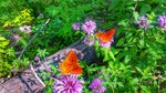 photo thumbnail #1