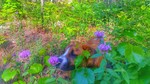 photo thumbnail #5