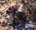 photo thumbnail #3