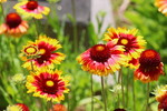 photo thumbnail #1