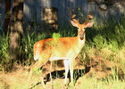 photo thumbnail #10