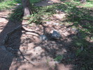 2016-06-29 :2: Woods Lake Loop :: AZLOT69