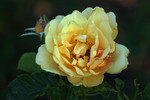 photo thumbnail #12