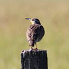 2016-06-24 :2: Toxaway - Pettit Loop :: gummo