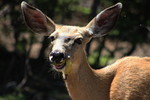 photo thumbnail #6