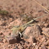 photo thumbnail #2