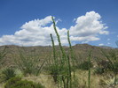 photo thumbnail #2