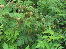 photo thumbnail #5
