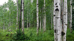 photo thumbnail #12