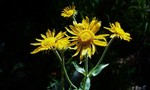 photo thumbnail #5