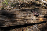 photo thumbnail #13