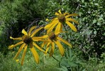 2016-07-16 :1: ECC-Horse Crossing-Blue Ridge Loop :: The_Eagle