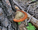 photo thumbnail #9