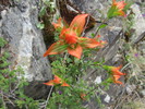 photo thumbnail #2
