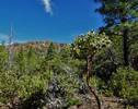 photo thumbnail #8