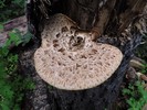 photo thumbnail #9