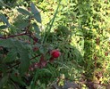 photo thumbnail #9