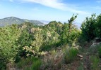 photo thumbnail #14