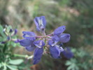 photo thumbnail #13