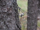 photo thumbnail #14