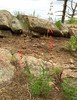photo thumbnail #12